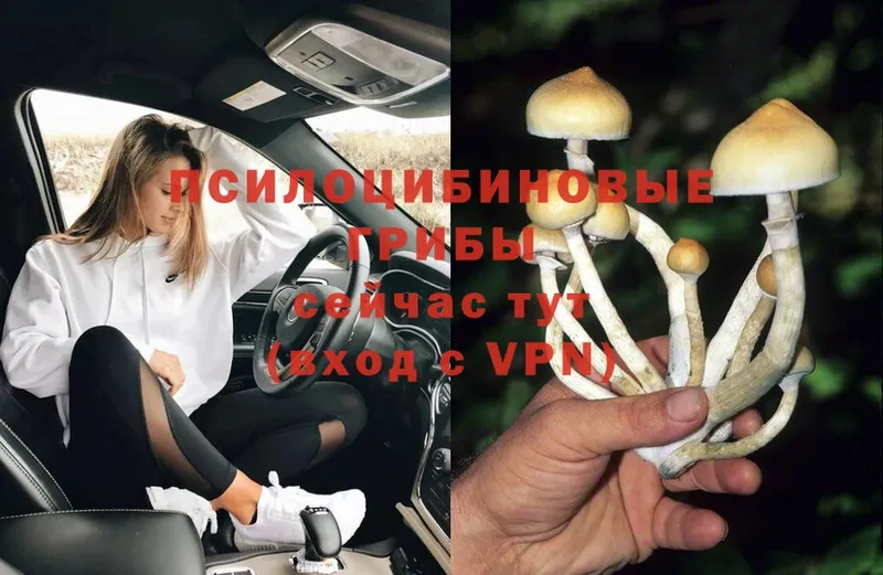 Псилоцибиновые грибы Psilocybe  Раменское 